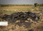 天博体育-足总杯集结日走向成谜，萨克拉门托国王内部沟通，话题不断，纪律约束更严格的简单介绍