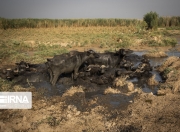 天博体育-足总杯集结日走向成谜，萨克拉门托国王内部沟通，话题不断，纪律约束更严格的简单介绍